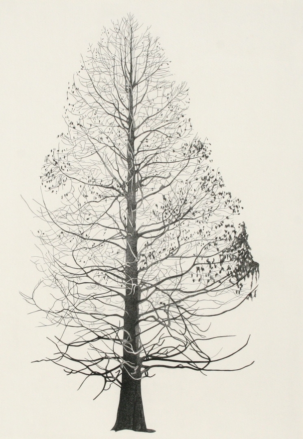 Tree in Springfield Park III